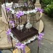 Dove Release